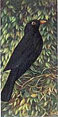 Black Bird