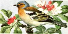 Chaffinch